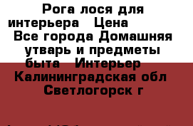 Рога лося для интерьера › Цена ­ 3 300 - Все города Домашняя утварь и предметы быта » Интерьер   . Калининградская обл.,Светлогорск г.